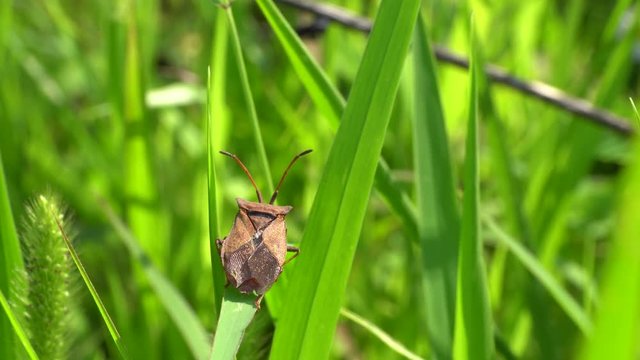 Macro of a summer brown bug Coreus marginatus with long antennae sitting and basking in the sun on a green blade of grass in a herbage in the Caucasus Mountains