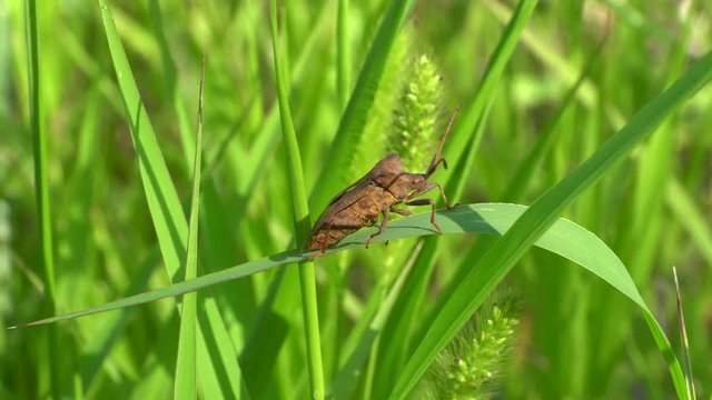 Macro of a brown bug Coreus marginatus sitting and swaying on a green grass blade in summer on a lawn in the Caucasus Mountains