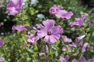 Fototapeta premium Цветок