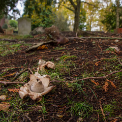 Obraz premium Collared Earthstar (Geastrum triplex)