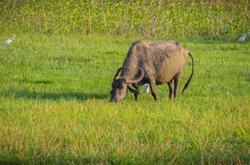 Water Buffalo in morning sunlight