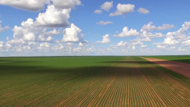 Lavoura de soja com c&eacute;u azul