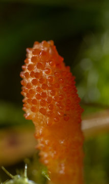 Cordiceps militaris parasitic fungus