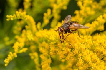 Tachinina fera tachinid fly