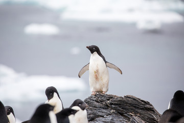 penguin in the arctic