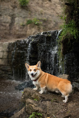 The dog at the waterfall Lake Welsh Corgi Pembroke