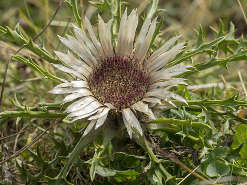Carlina acaulis - La carline acaule ou cardabelle aux capitules argent&eacute;es autour d'un disque de fleurons de couleur cr&egrave;me &agrave; gris &agrave; plat sur ses feuilles en rosette