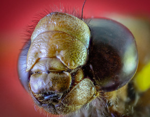 Macro head of a dragonfly with large eyes. 