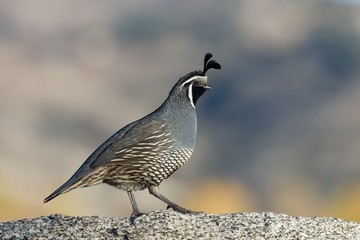 Top Knot