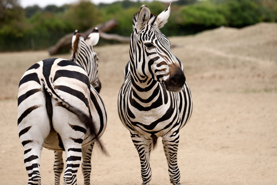 Portrait of African striped coats zebras