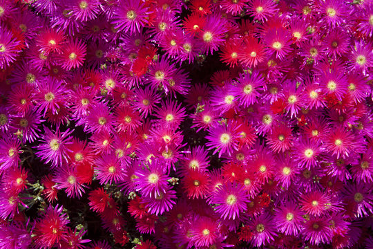 Bright Hot Pink Flowers