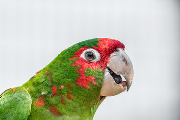 Red-masked parakeet