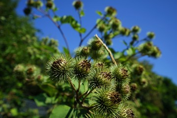 Buds of the great burdock arctium lappa in summer