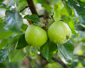 green apples after rain