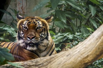Fototapeta na wymiar wild tiger watching for prey in the green jungle