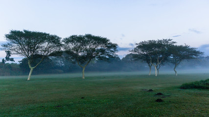 Golf Course Dawn Mist Trees Landscape