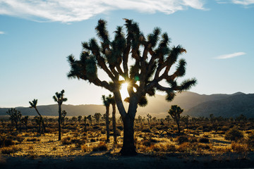 Adobe Stock Photo
