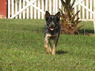 Happy Australian Cattle Dog
