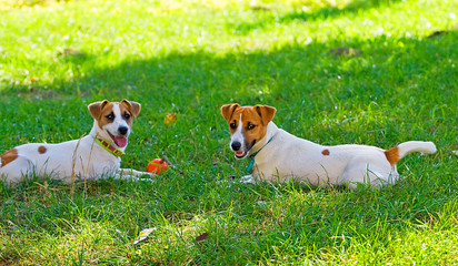 Jack Russell playing in an orange ball