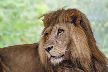 wild lion male is chilling in the savanna sun