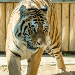 Bengal Tiger