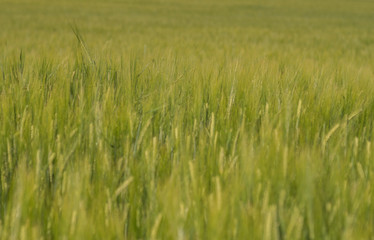 field full of green rye