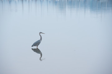 lone heron