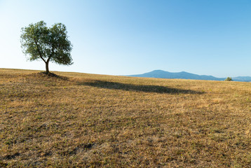A beautiful lone tree growing on a hill in Tuscany, Italy.