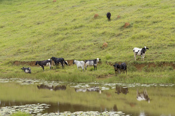 Gado leiteiro em pastagem de propriedade rural brasileira