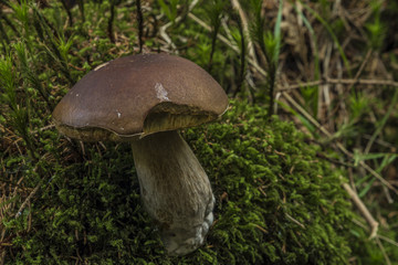 Boletus mushroom near river in west Bohemia