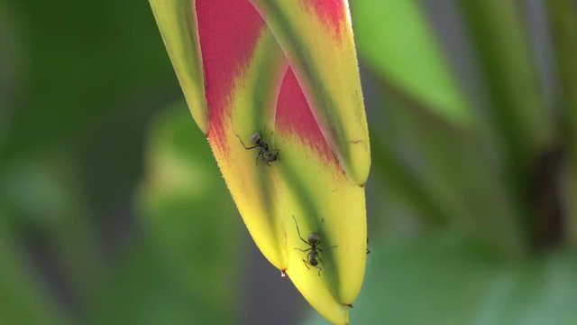 Close-up of ants creeping on inflorescence of Wild Heliconia or Lobster-Claws. Exotic pink and green flower covered with tiny insects