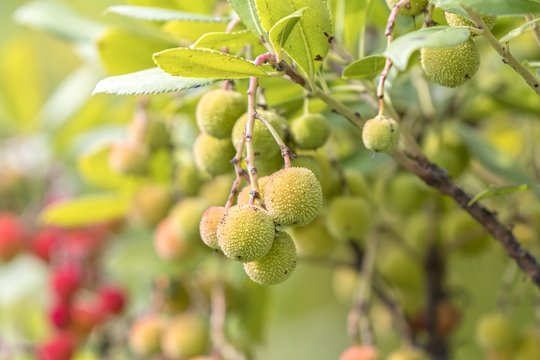 arbustus fruit on tree