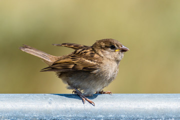Baby Sparrow