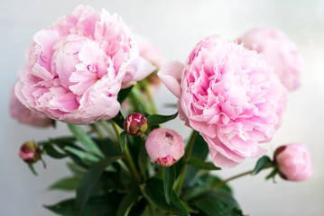 Strauß mit rosa Pfingstrosen mit geöffneten und geschlossenen Blüten vor grauem Hintergrund