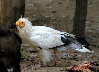 Neophron percnopterus, Egyptian vulture