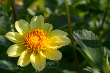 Vivid dahlia in summer garden with green background