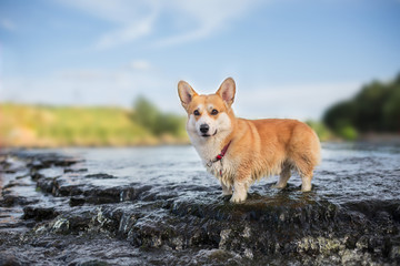 The dog at the waterfall On the river Welsh Corgi Pembroke