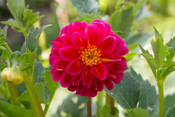 Vivid dahlia in summer garden with green background