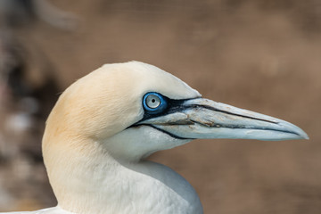 Gannet