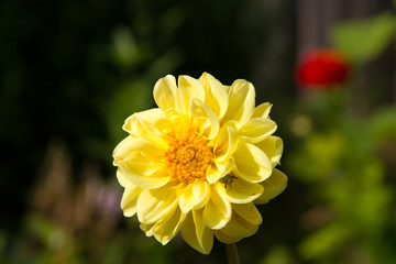 Vivid dahlia in summer garden with green background