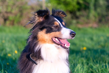 Happy Shetland Sheepdog