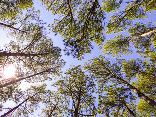 Pinus elliottii, invasive species, on sand dunes at Rio Vermelho State Park in Florianopolis, Brazil