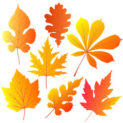 Autumn leaves of chestnut, oak, currant, mulberry, maple.