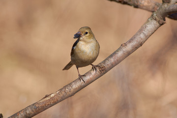 Chaffinch holds in its beak the husks from the sunflower seeds (sits on branch).