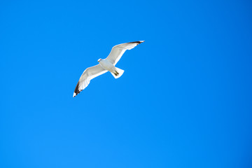Fototapeta na wymiar White Seagull flying in the blue clear sky, Norway