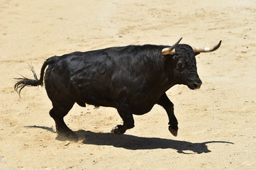 bull black in spain