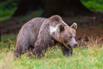 Fototapeta na wymiar Mama brown bear