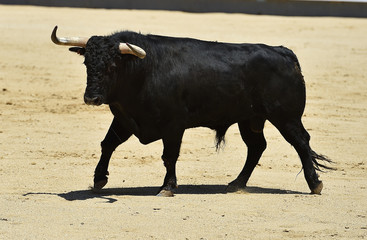 bull black in spain