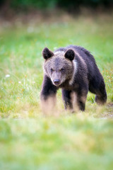 BroBrown bear cubwn bear cub