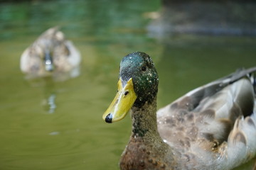 duck staring at the camera 